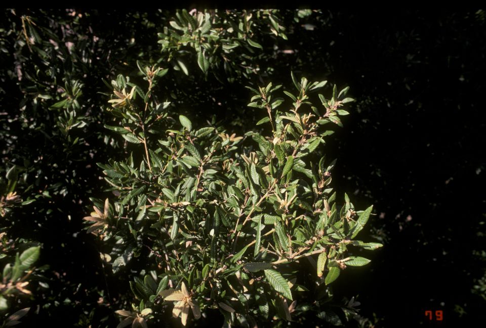 Fagaceae Lithocarpus densiflorus