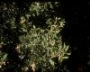 image of Lithocarpus densiflorus