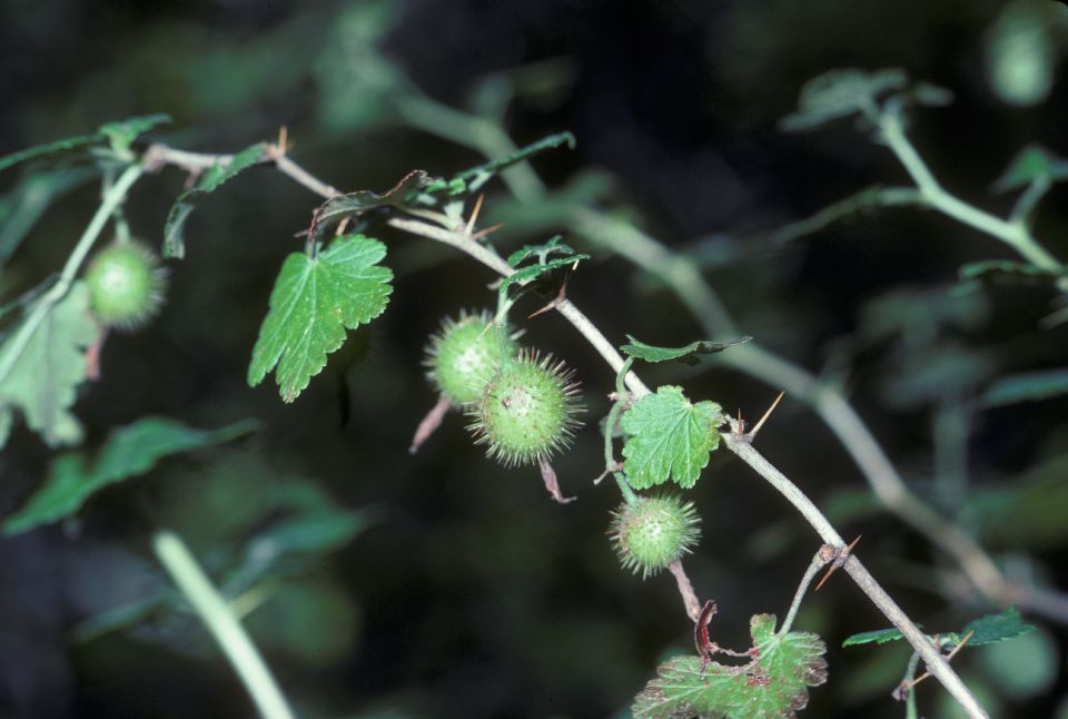 Grossulariaceae Ribes amarum
