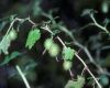 image of Ribes amarum