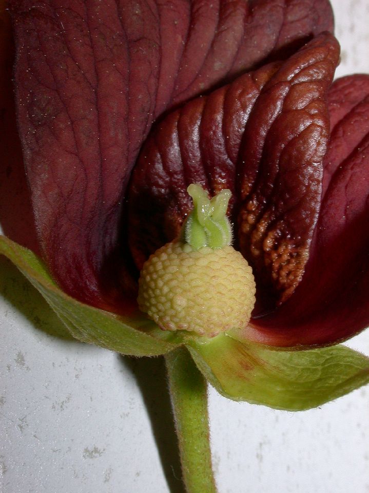 Annonaceae Asimina triloba