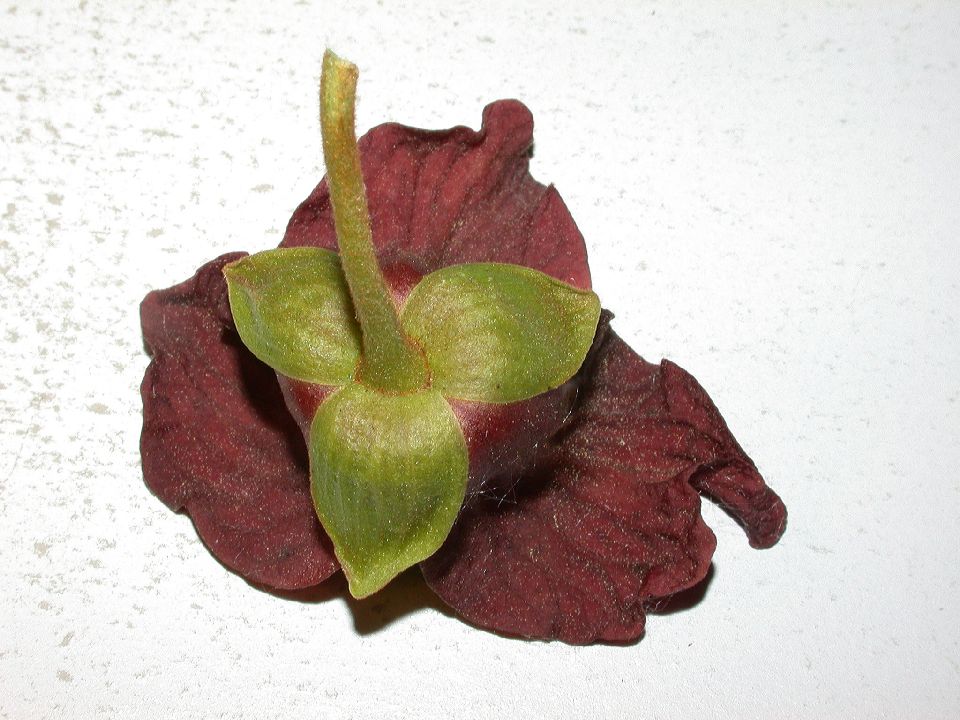 Annonaceae Asimina triloba