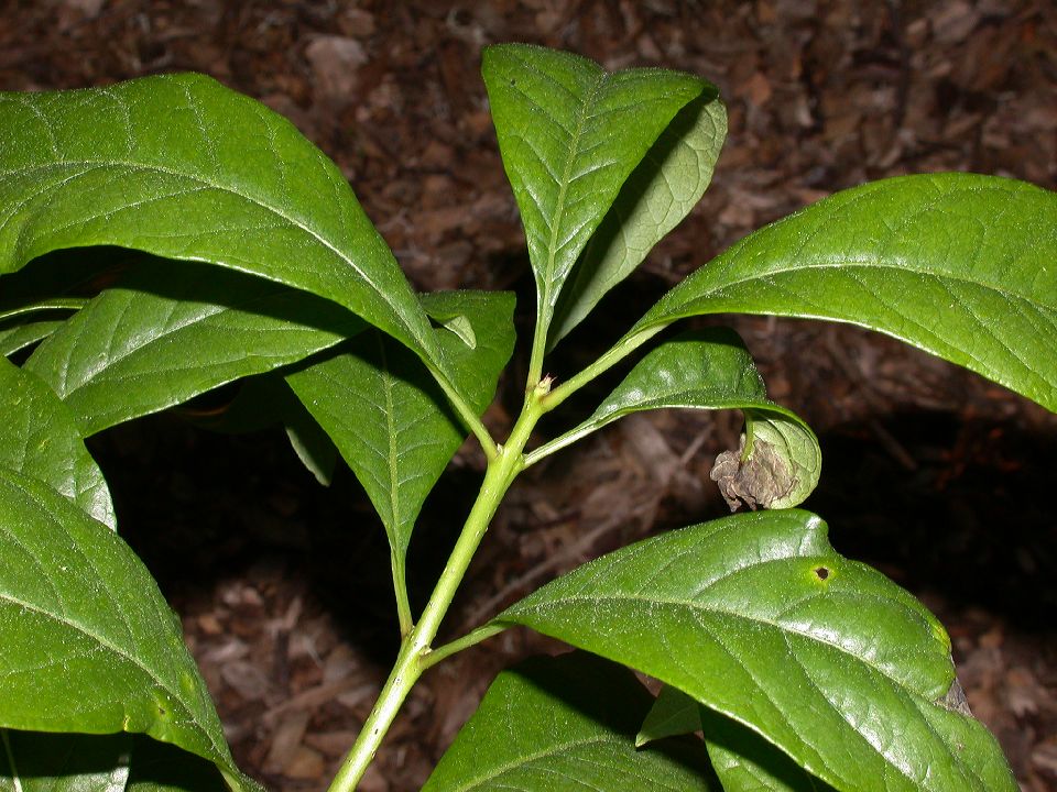 Oleaceae Chionanthus virginicus