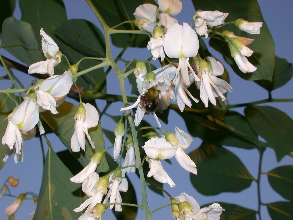 Fabaceae Cladrastis kentukea