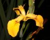 image of Iris pseudacorus
