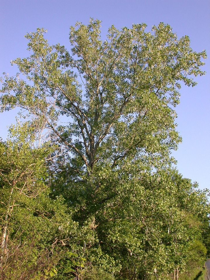 Salicaceae Populus deltoides