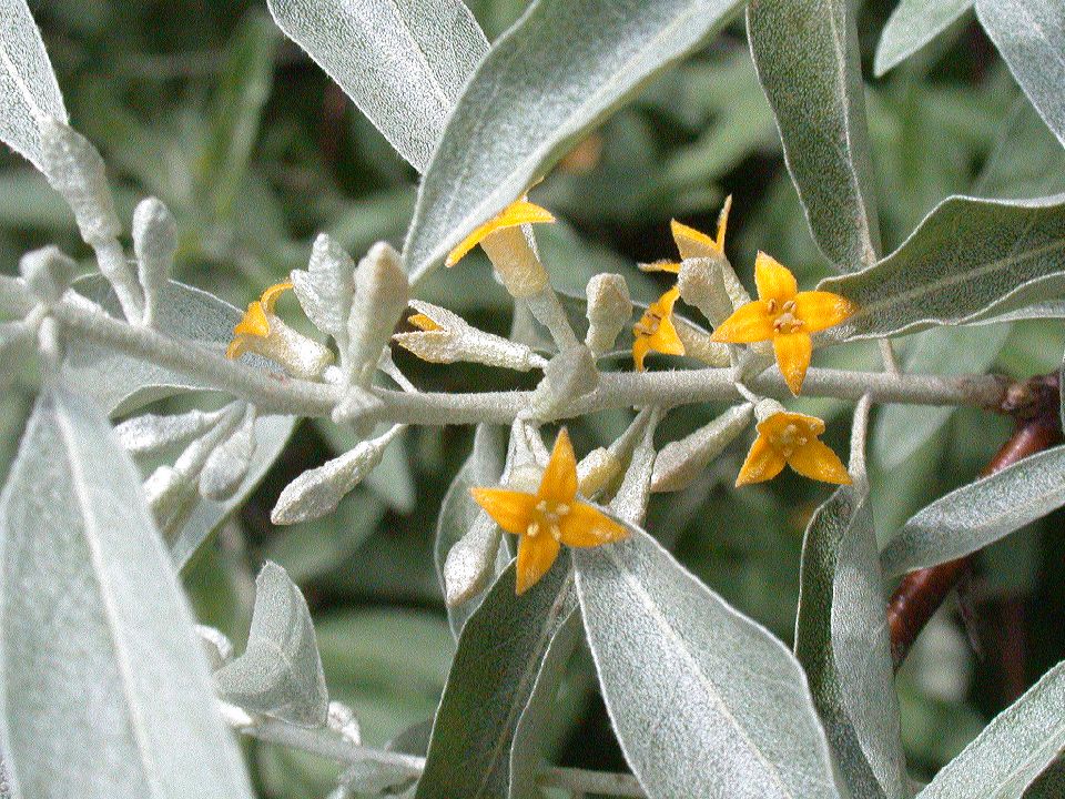Elaeagnaceae Elaeagnus angustifolia