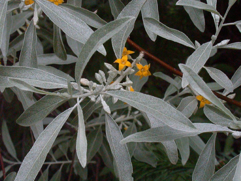 Elaeagnaceae Elaeagnus angustifolia