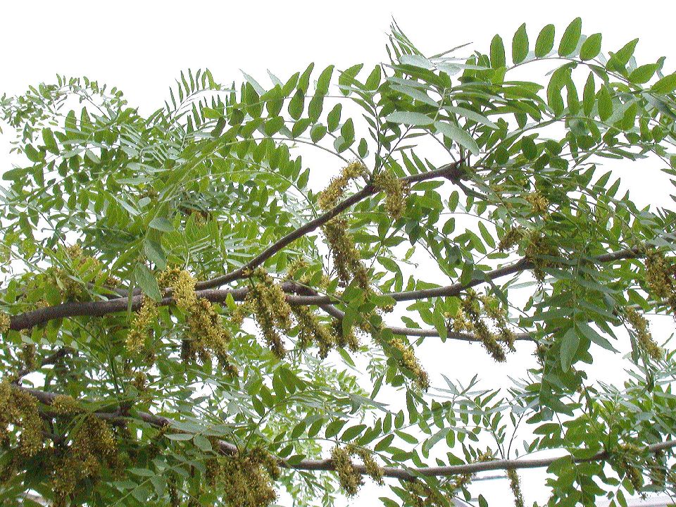 Fabaceae Gleditsia triacanthos