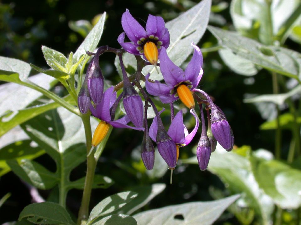 Solanaceae Solanum dulcamara