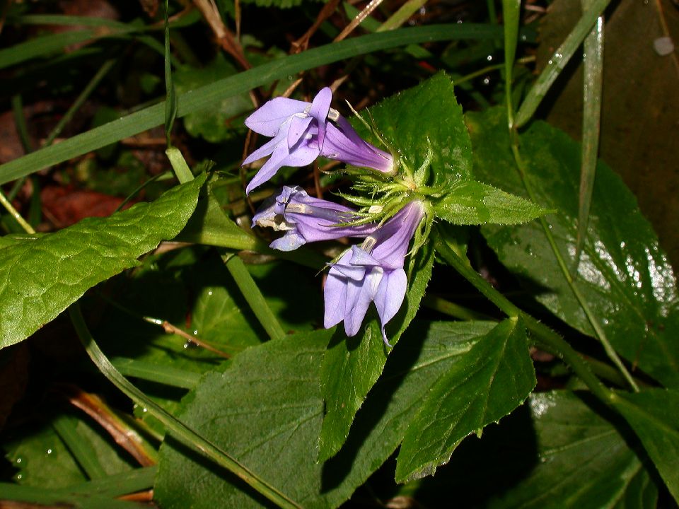 Campanulaceae Lobelia siphilitica