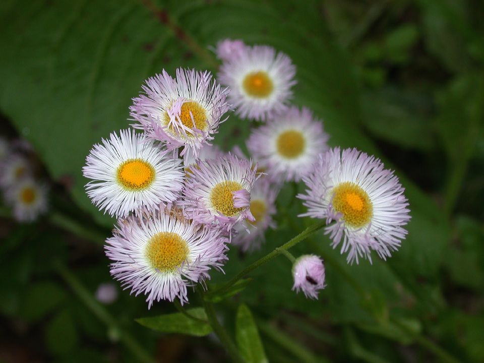 Asteraceae Erigeron philadelphicus