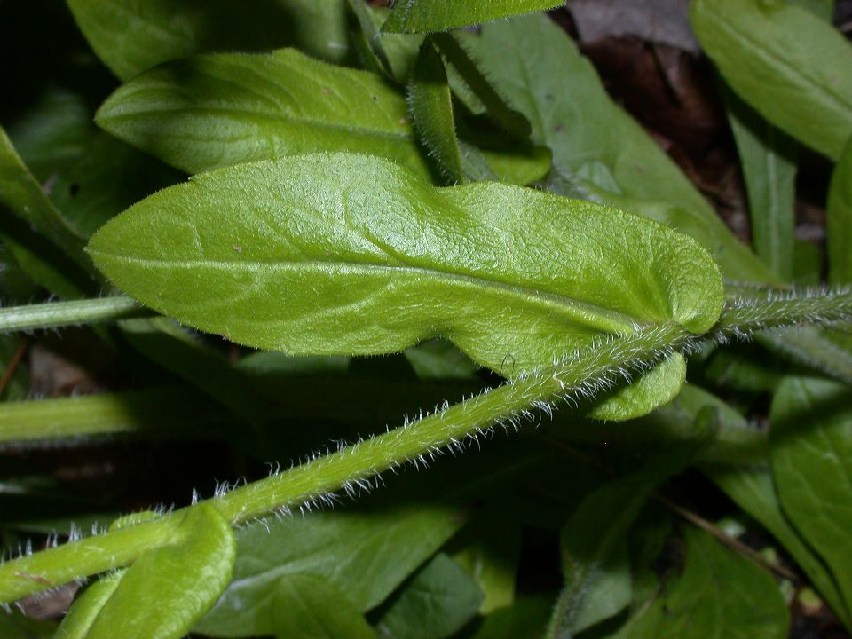 Asteraceae Erigeron philadelphicus