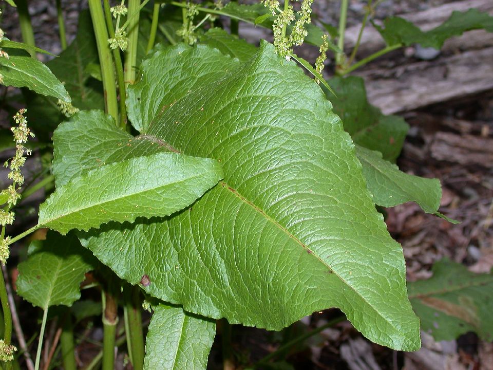 Polygonaceae Rumex oblongifolius