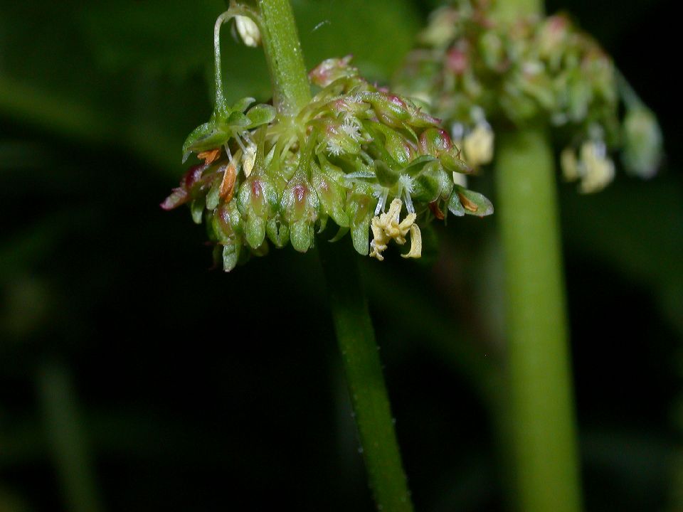 Polygonaceae Rumex oblongifolius