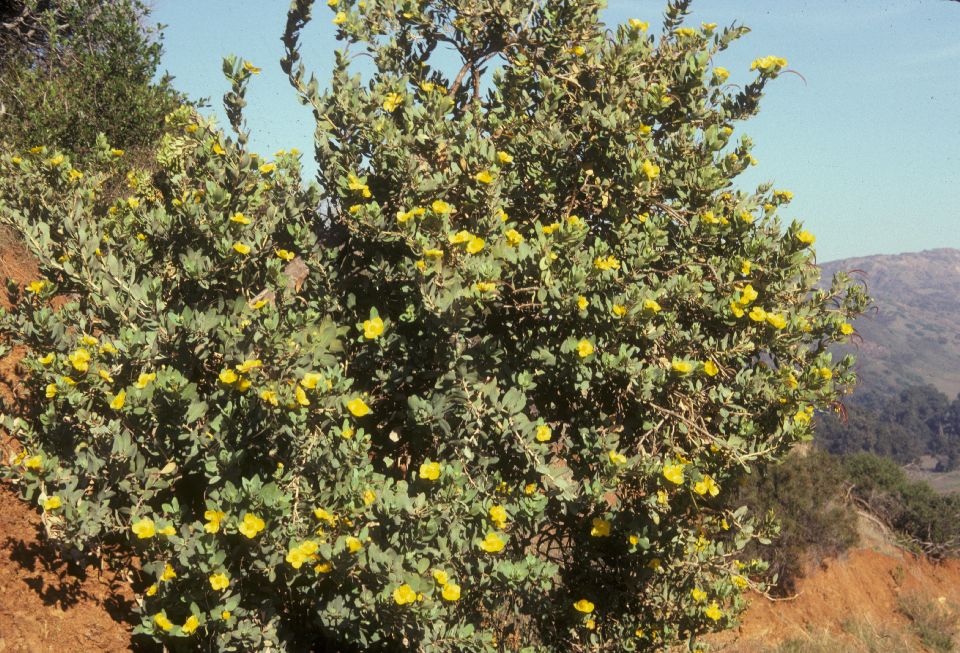 Papaveraceae Dendromecon rigidus