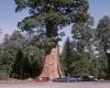 image of Sequoiadendron gigantea