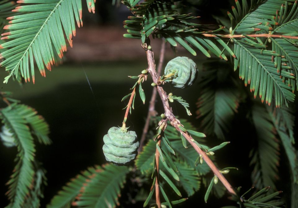 Cupressaceae Metasequoia glyptosroboides
