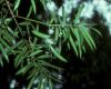 image of Podocarpus reichei