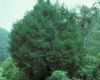 image of Podocarpus reichei