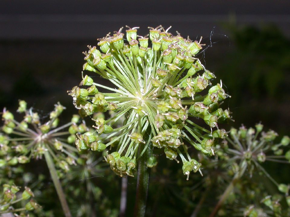 Apiaceae Angelica atropurpurea