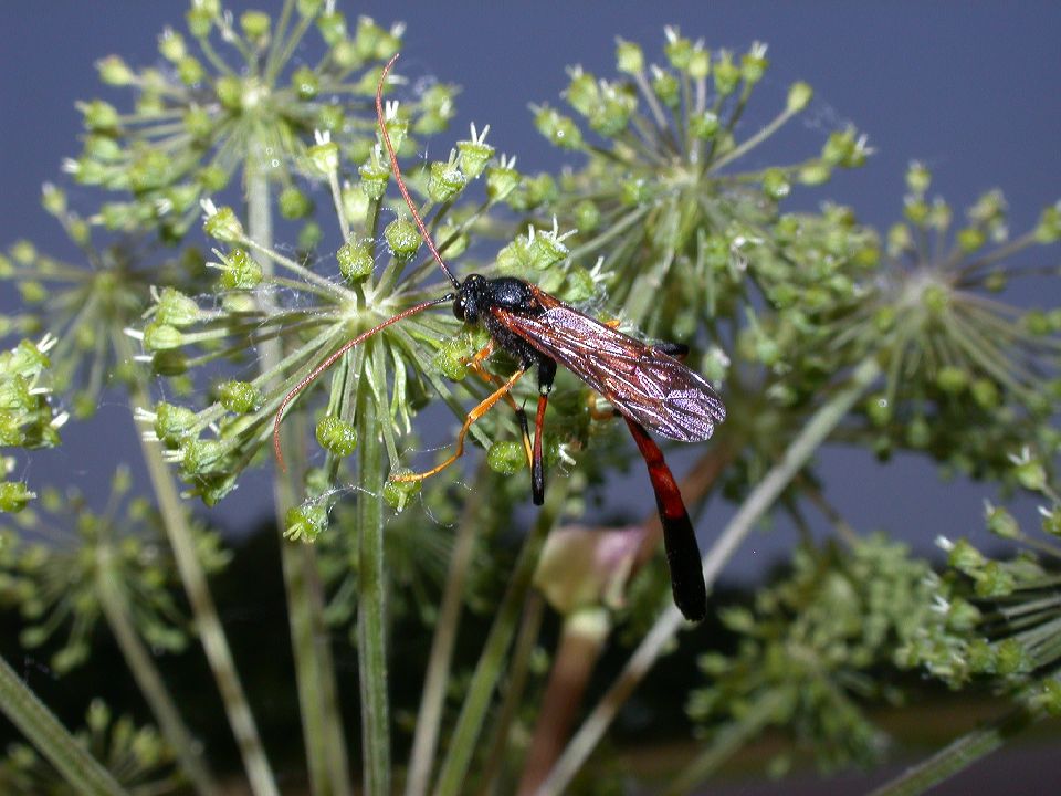 Ichneumonidae Therion 