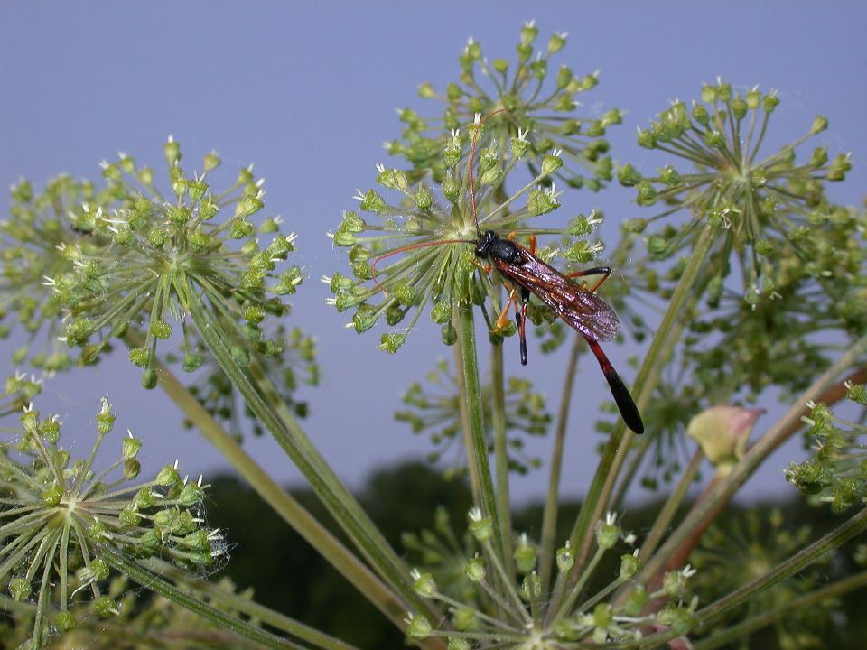 Ichneumonidae Therion 