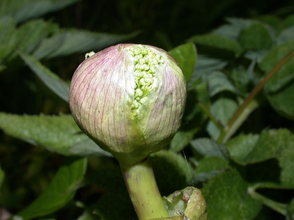 Apiaceae Angelica atropurpurea