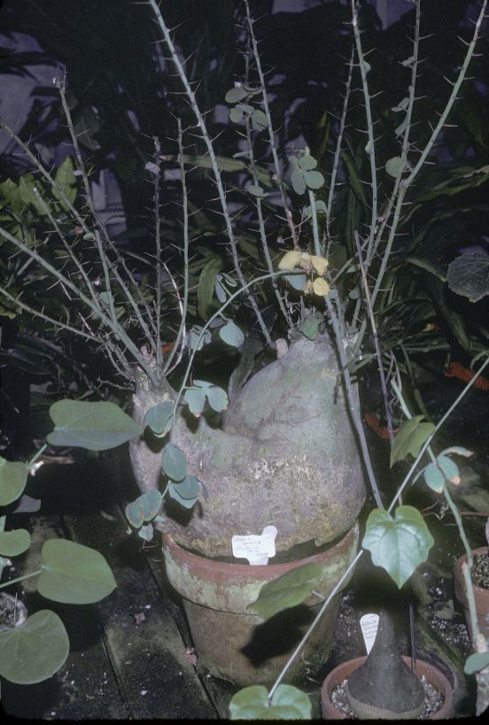 Passifloraceae Adenia 