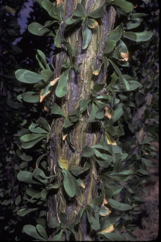 Fouquieriaceae Fouquieria splendens