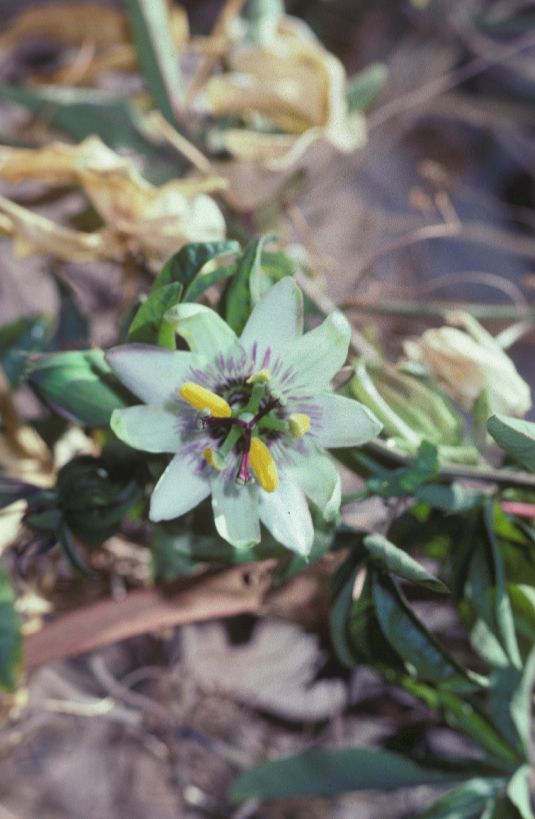 Passifloraceae Passiflora lutea