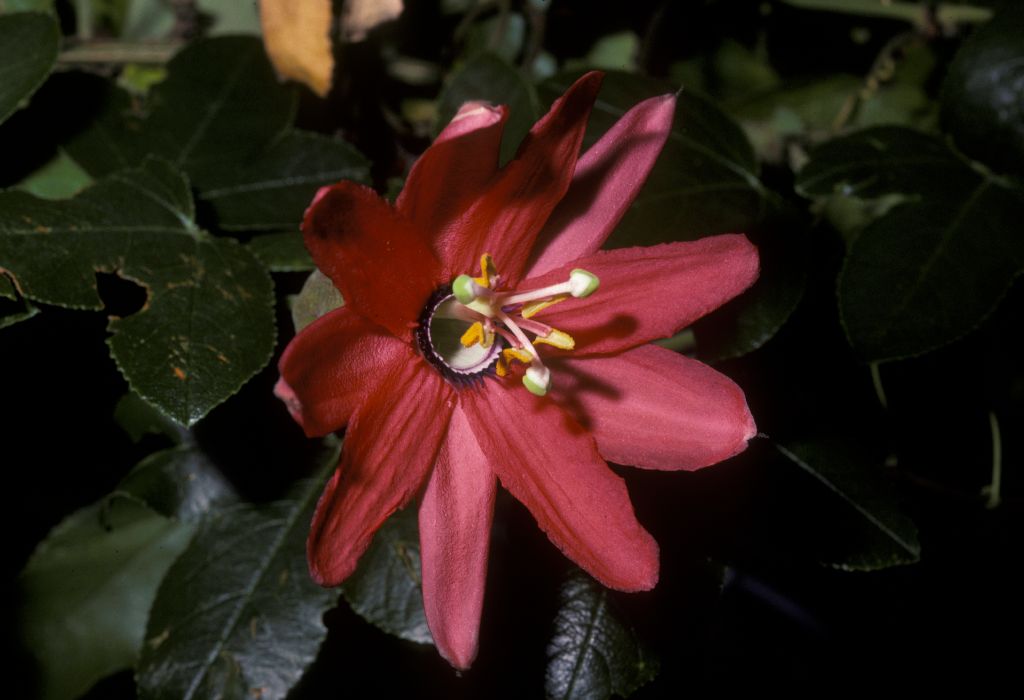Passifloraceae Passiflora 