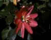 image of Passiflora 