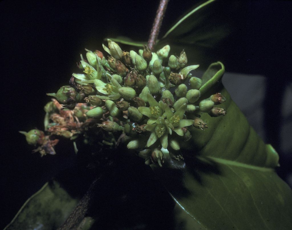 Humiriaceae Humiria 