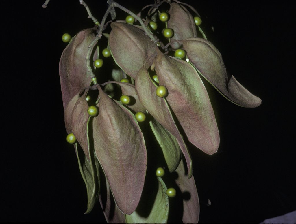 Sterculiaceae Firmiana simplex