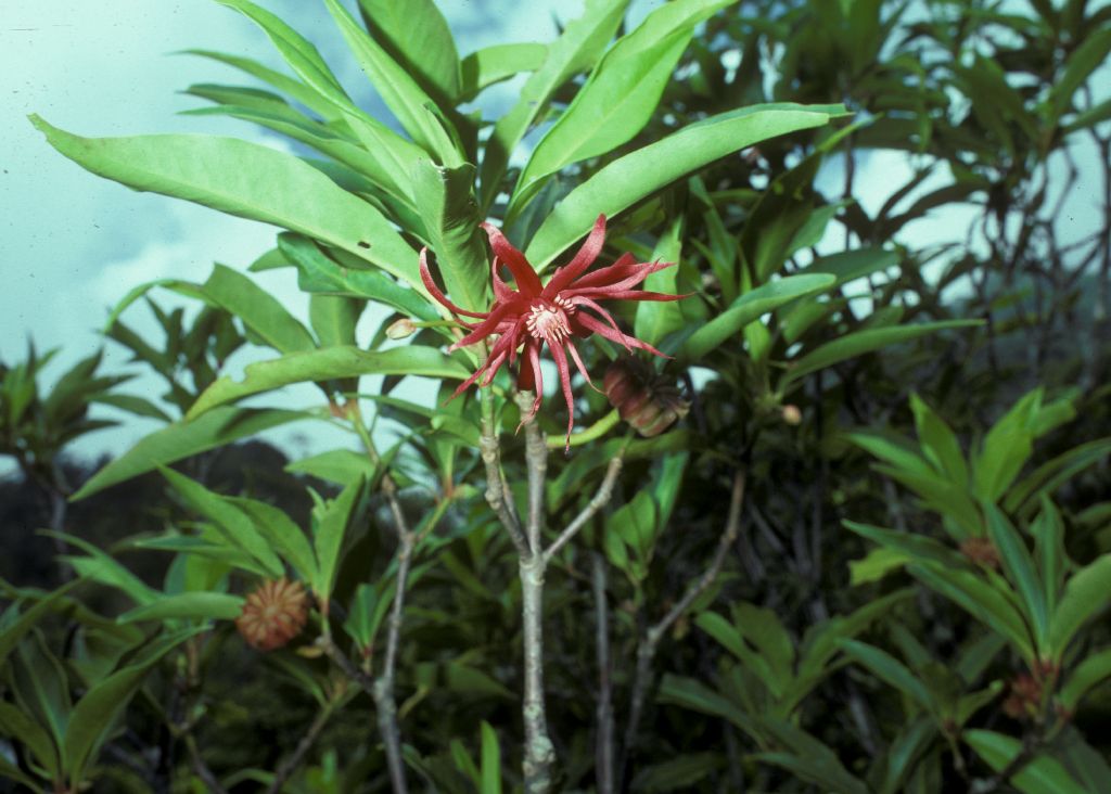 Schisandraceae Illicium mexicanum