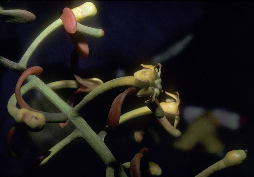 Marcgraviaceae Souroubea 