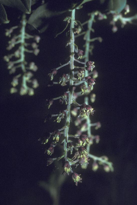 Coriariaceae Coriaria 