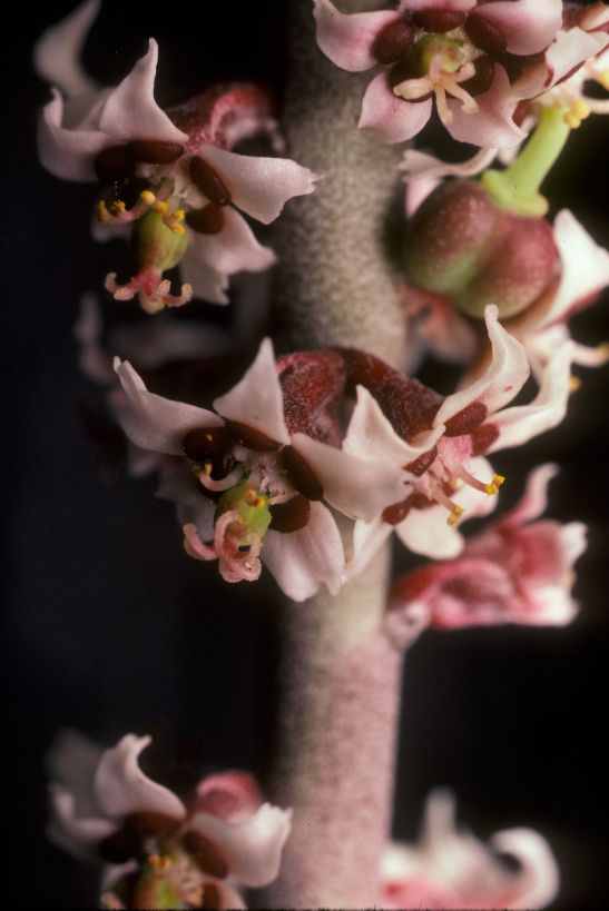 Euphorbiaceae Euphorbia antisyphilitica