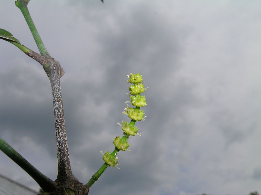 Gnetaceae Gnetum gnemon