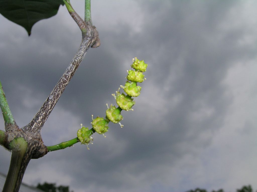 Gnetaceae Gnetum gnemon