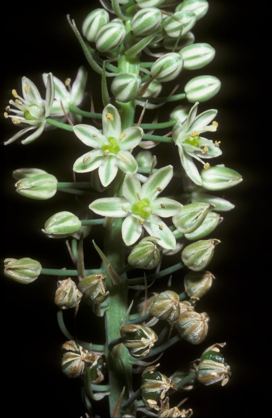 Hyacinthaceae Ornithogalum caudatum