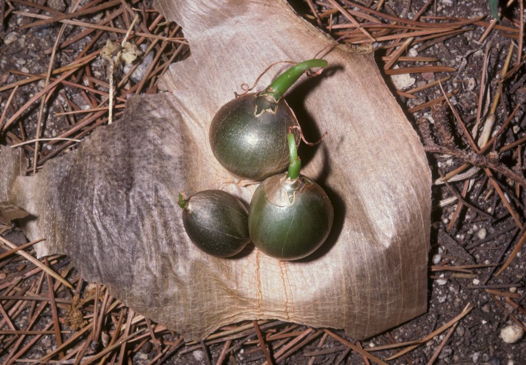 Hyacinthaceae Ornithogalum caudatum