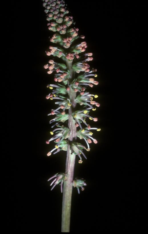 Melanthiaceae Schoenocaulon 