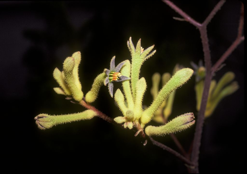 Haemodoraceae Anigozanthos 