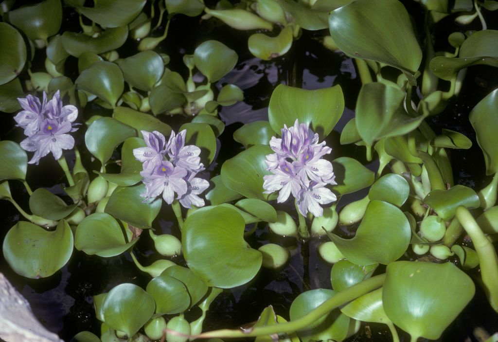 Pontederiaceae Eichhornia crassipes