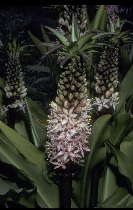 Hyacinthaceae Eucomis comosa