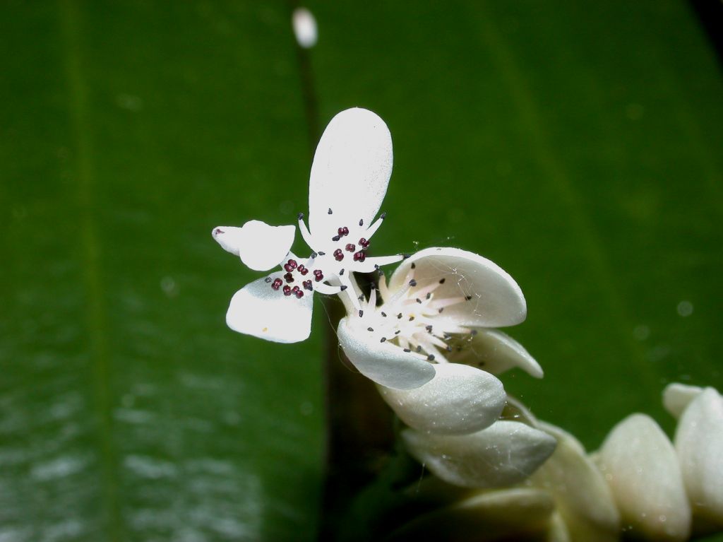 Aponogetonaceae Aponogeton distachyus