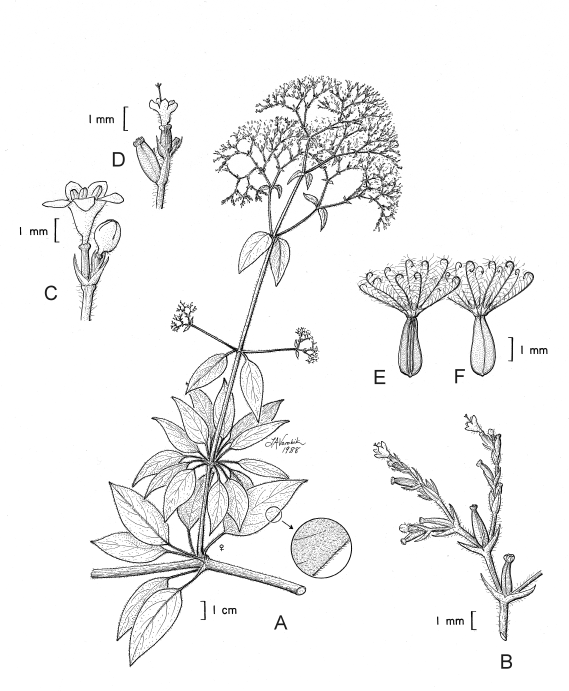 Caprifoliaceae Valeriana naidae