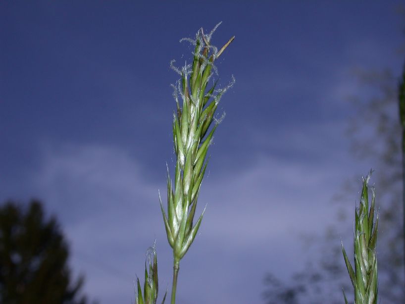 Poaceae Anthoxanthum odoratum